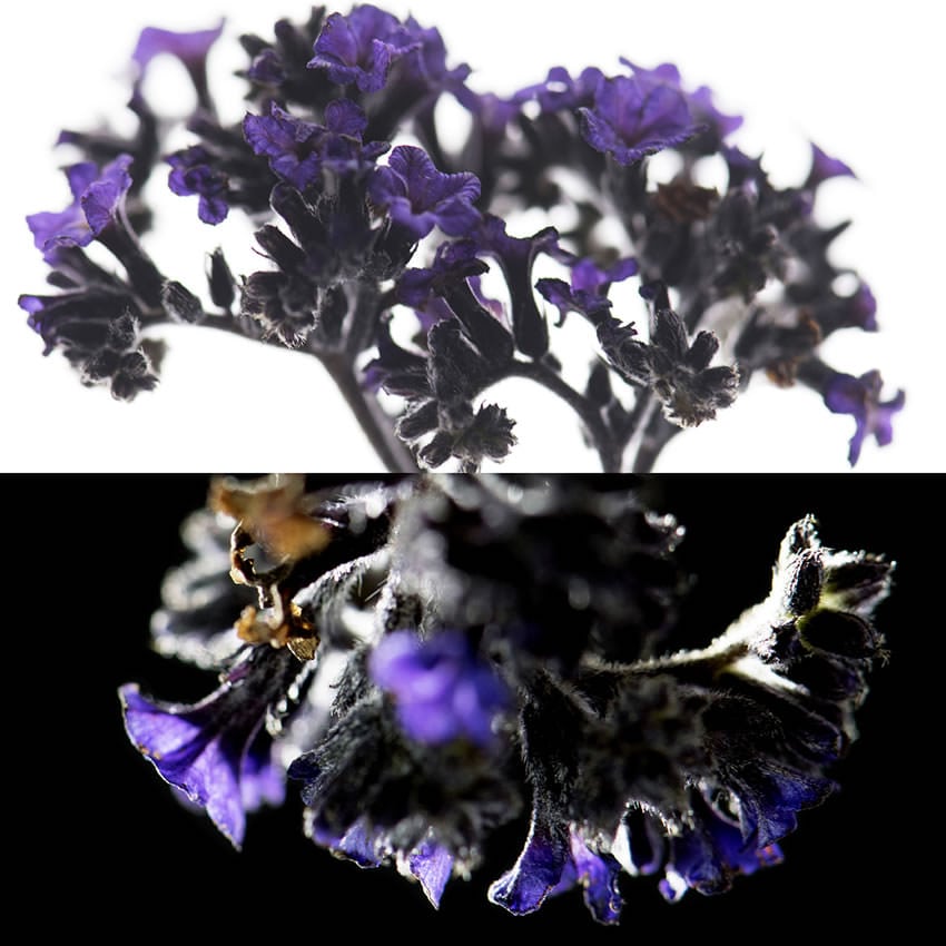 Heliotrope, an olfactory ingredient used by the Society of Scent